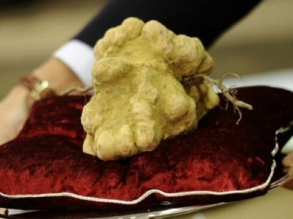 Իտալիայում աճուրդում ռեկորդային գնով՝ 184 հազար եվրոյով վաճառվել է ամենամեծ տրյուֆելը